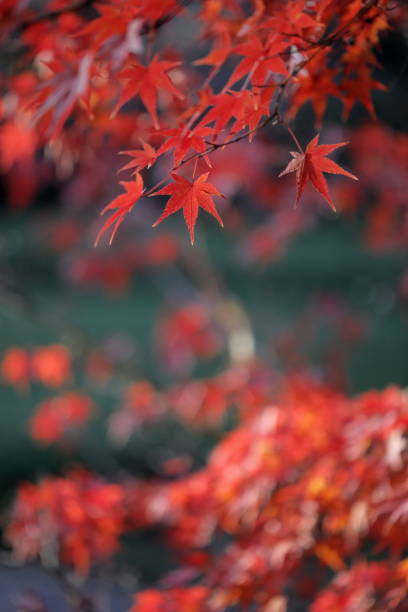 Autumn leaves