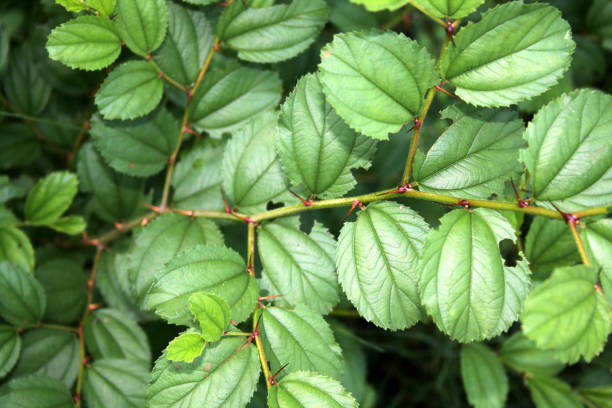 istock Leaves and branches of Indian jujube (Ziziphus mauritiana). 2187533907