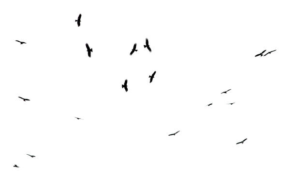 istock A flock of birds in flight isolated on a white background 2187534447