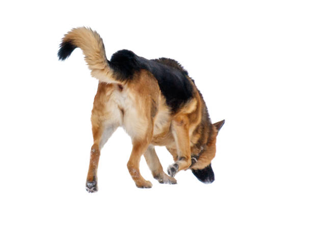 istock A dog is sniffing the ground 2187534536