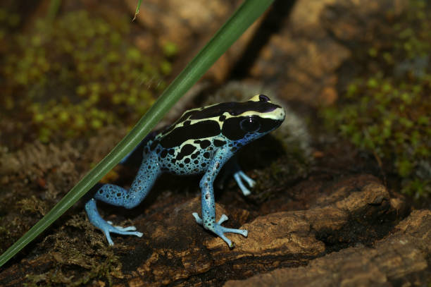 istock Closeup on a colorful Dyeing Poison Frog , Dendrobates tinctorius in a terrarium 2187534687