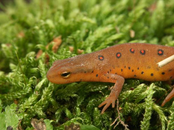 istock Closeup on a Eastern, Broken-Striped or Red Spotted Newt, Notophthalmus viridescens on green moss 2187534708
