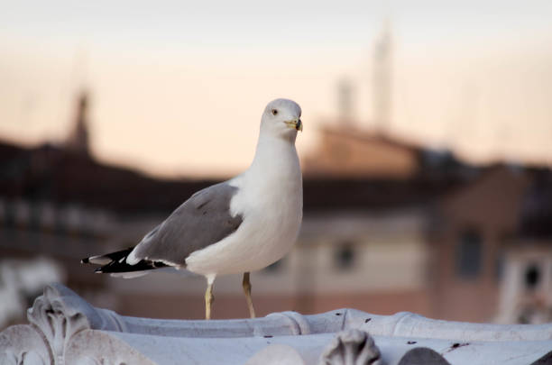 close up of a seagull