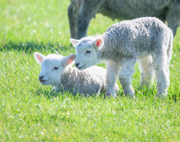 istock Baby lambs playing on green grass. Springtime in Auckland. 2187537719