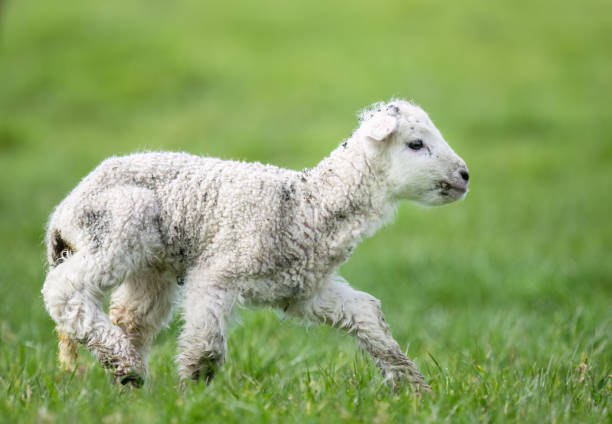 istock Baby lamb running on green grass. Springtime in Auckland. 2187537737