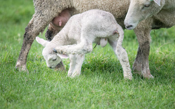 istock Baby lamb scratching its head with mother ewe looking on. 2187537739