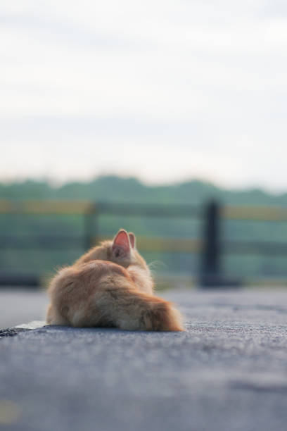 Red cat sitting back to camera on the road