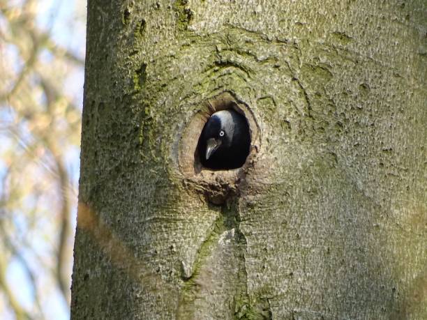 istock Jackdaw looks out of tree hollow 2187537911