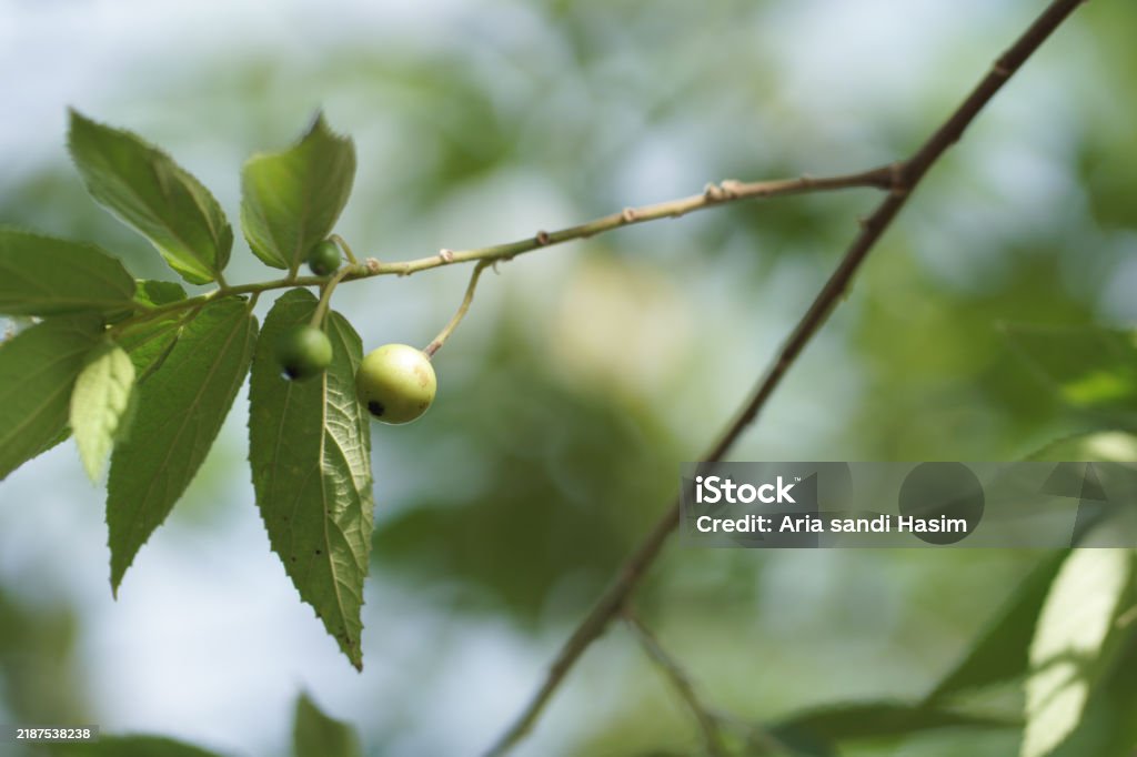 Hackberry Tree Native Range Celtis Occidentalis Commonly Known As The Common Hackberry Deciduous ...
