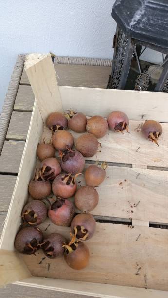 Freshly Harvested Medlar Fruits Are Beautifully Presented in a Rustic Wooden Crate