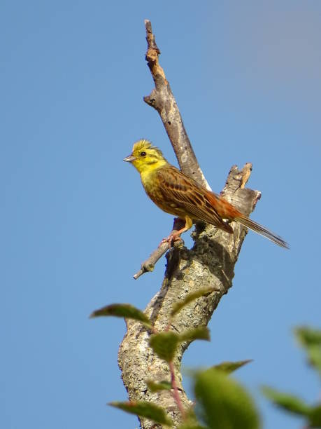 Greenfinch in a tree