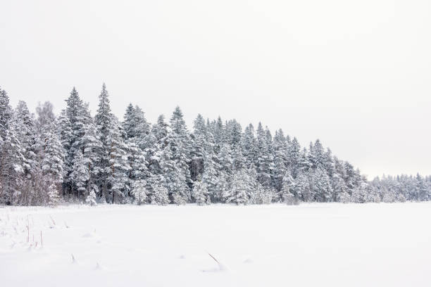 istock Snowy spruce forest by a lake in winter 2187538756