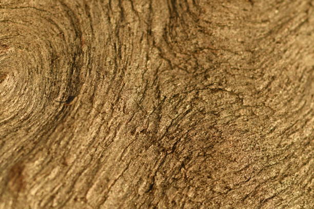 Background wood timber