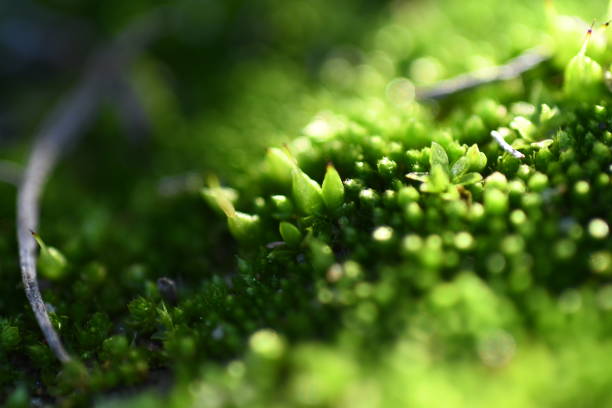 Macro shot of green moss in low light, semi back lit by warm sunset.