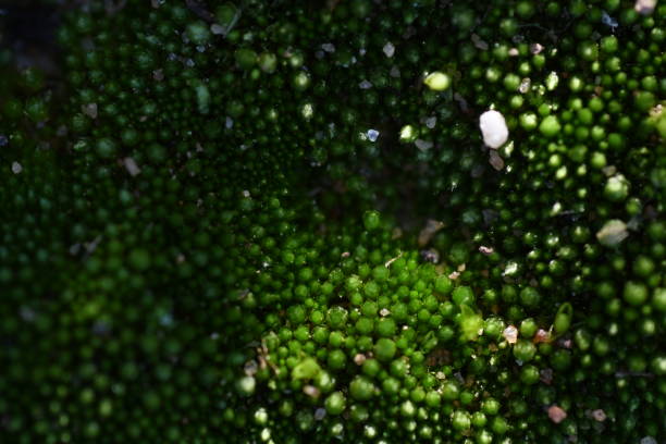Macro shot of moss in sunlight.