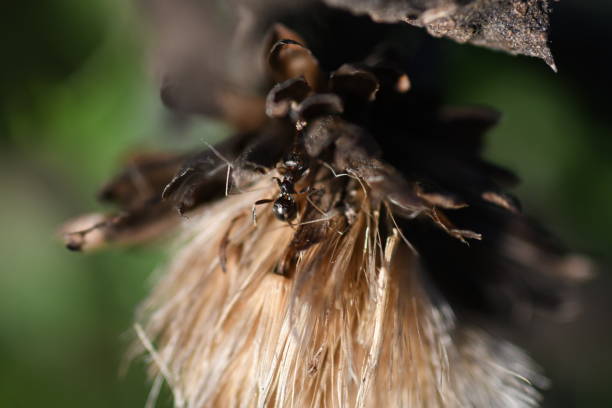 istock Ant on seeding plant. 2187539188