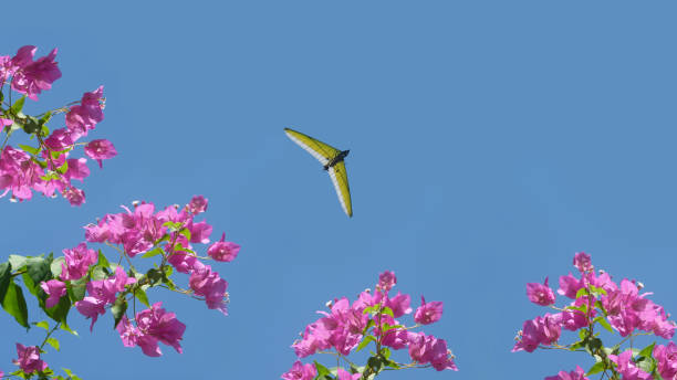 Hang glider , an ultralight plane on blue sky background, blooming bougainvillea frame, summer activities