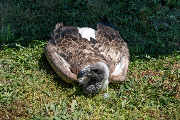 istock Vulture in the wild 2187540151