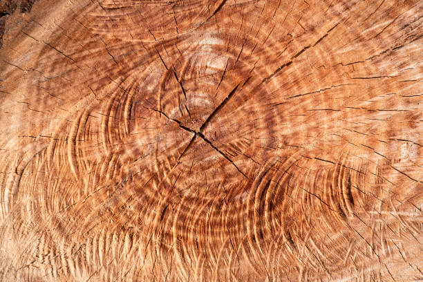 istock Texture of a wooden trunk 2187540339