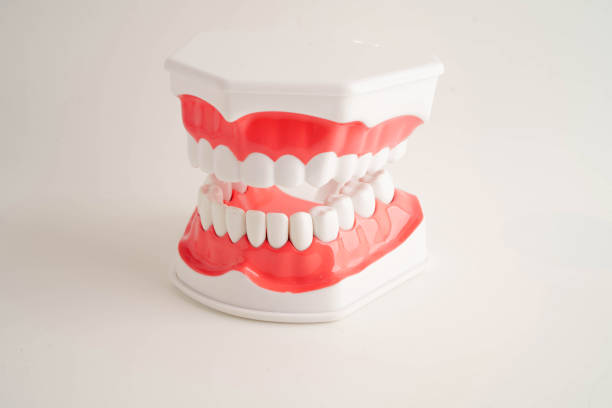 istock Dental teeth model on white background for learn about dentistry. 2187540600