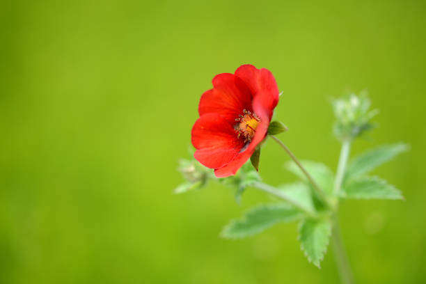 Einzelne Blüte des roten Fingerkrauts