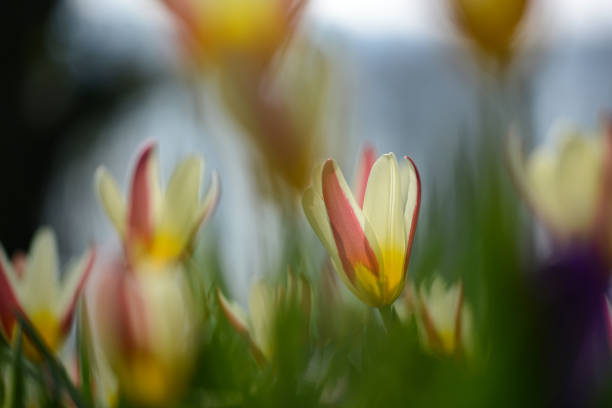 Tulpenbeet mit Unschärfe fotografiert