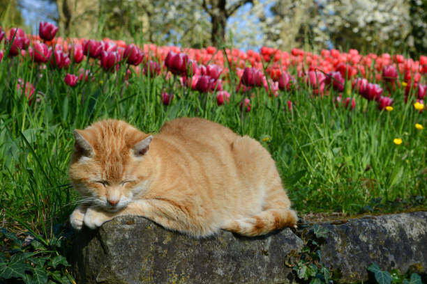 Katze schläft in der Sonne mit Tulpen