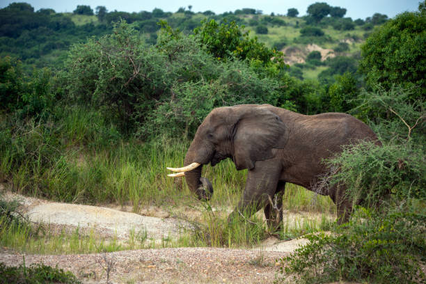 olifant bij murchison falls national park