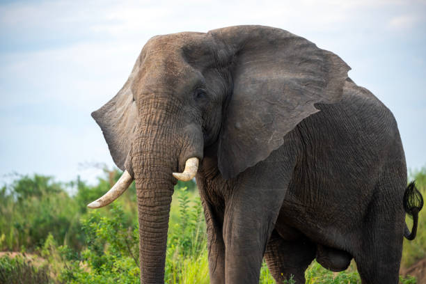 istock elephant at murchison falls national parc uganda 2187543352