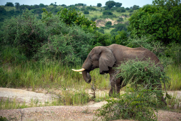 olifant bij murchison falls national park