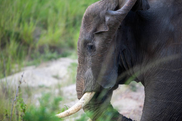olifant bij murchison falls national park