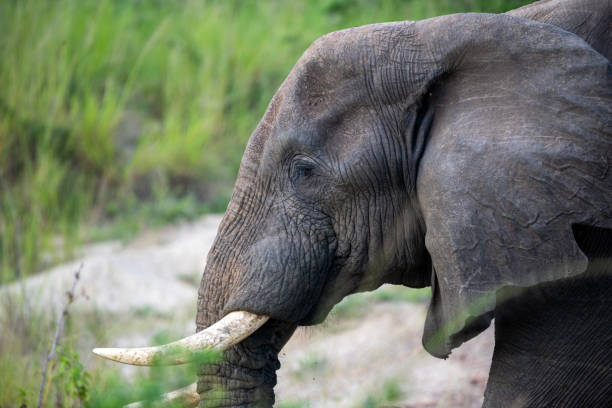 istock elephant at murchison falls national parc uganda 2187544638