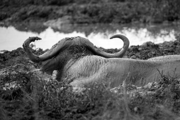 One water buffalo playing in the mud pond and others in background, Lake Eber, Turkey