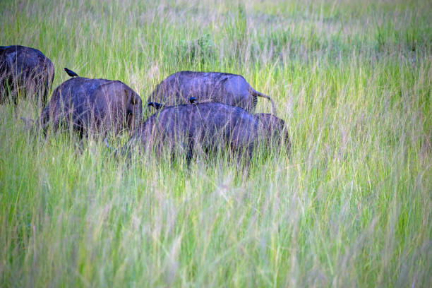 watre buffel murchison falls national park