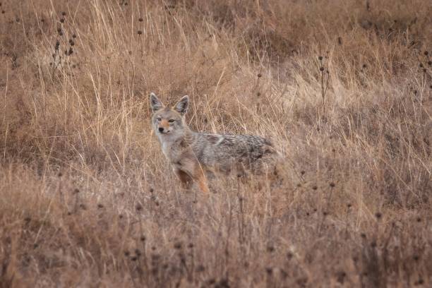 Coyote in the grass, alert and watching, blending with the earth tones of its habitat under the warm fall sunlight
