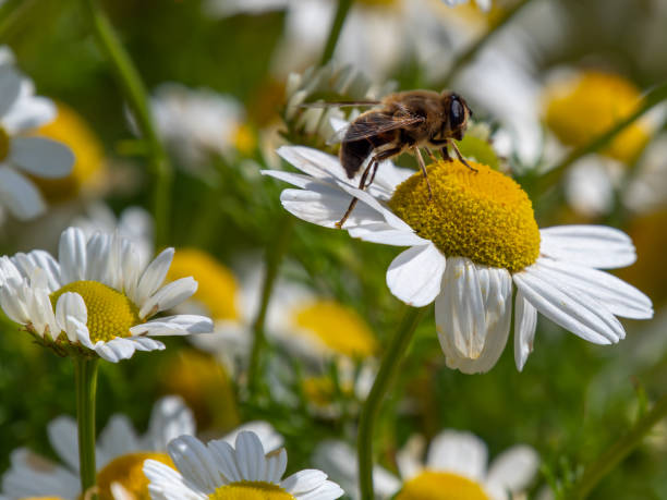 istock small bee collects pollen from a white chamomile flower on a summer day. Honeybee perched on white daisy flower, close-up. 2187546324