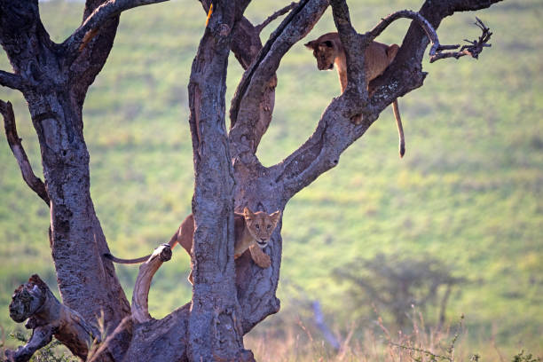 istock lion in a tree murchison falls national parc 2187547005