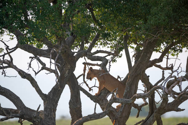 istock lion in a tree murchison falls national parc 2187547307