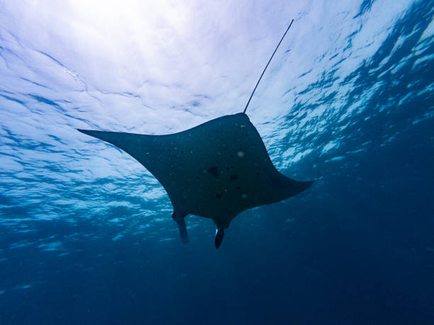 istock Manta Ray Swimming at Komodo 2187547327