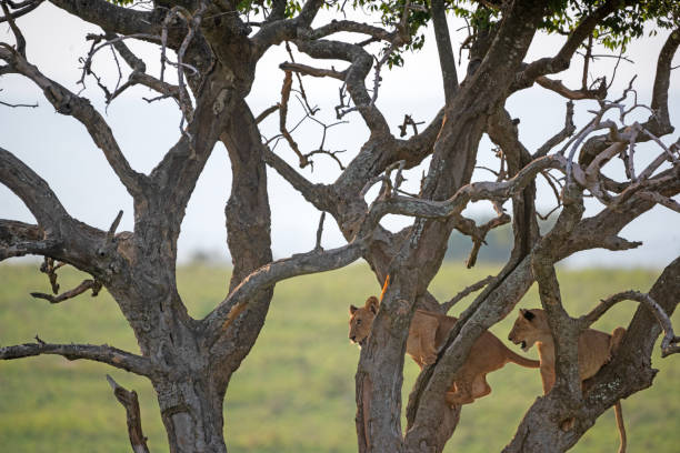 istock lion in a tree murchison falls national parc 2187547348