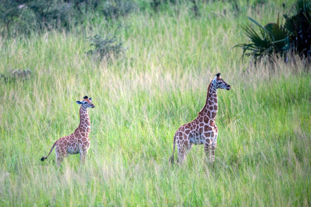 rothschild giraf bij murchison falls national park