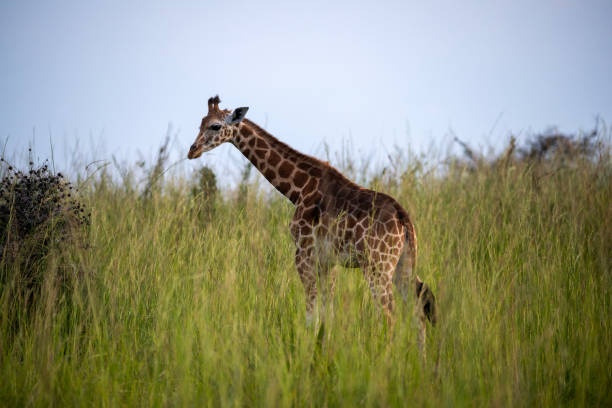 rothschild giraf bij murchison falls national park