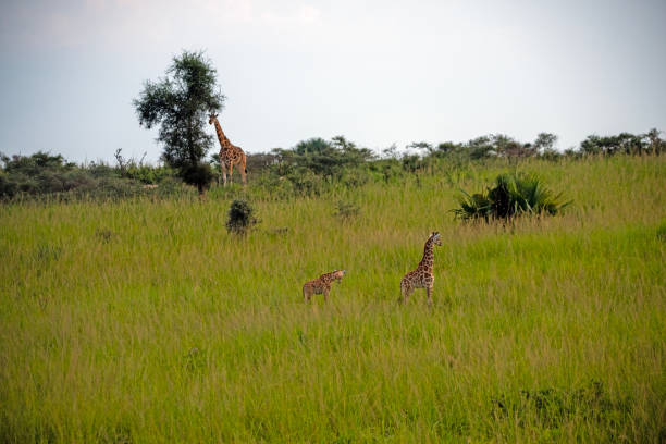 rothschild giraf bij murchison falls national park