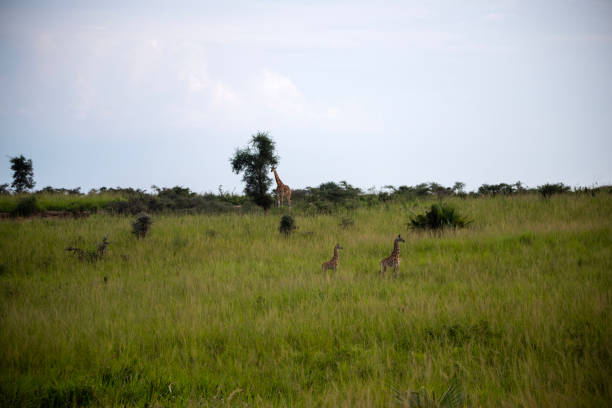 rothschild giraf bij murchison falls national park