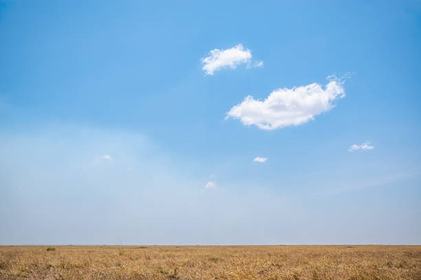 Dry grass field stretching to the horizon under a vast blue sky dotted with fluffy white clouds, creating a serene and peaceful atmosphere in the african savannah in Serengeti Narional park