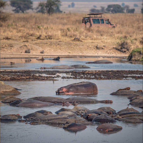 Hippopotamus amphibius partially submerged in murky water, close-up view showcasing its textured skin and eye.