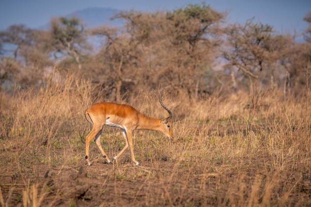 Impala gracefully grazes in the african savanna under warm golden light, surrounded by trees in a tranquil scene