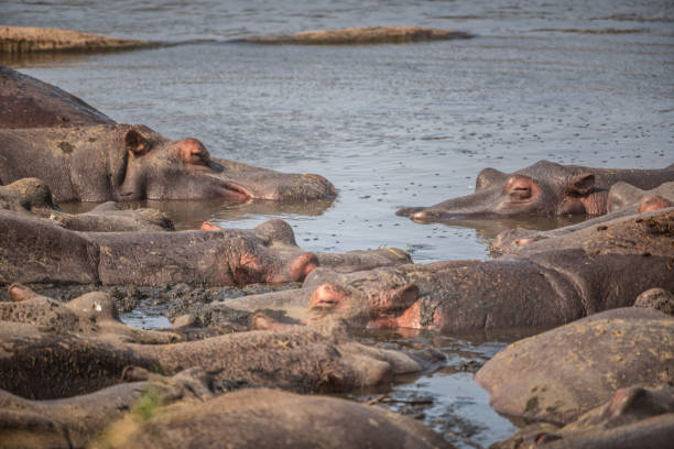 Group of hippos in a river in Serengeti National Park, Tanzania