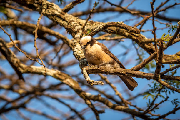 Graceful northern white-crowned shrike perched on branch against blue sky in wild africa. Stunning bird with sharp beak and intricate plumage watching surroundings in Serengeti Narional park