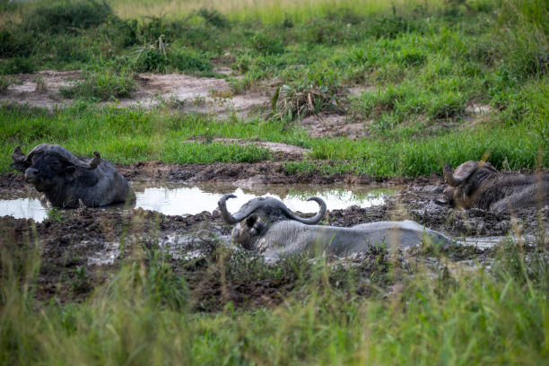 Water Buffalo in water in Wilpattu National Park in Sri Lanka Asia - black and white